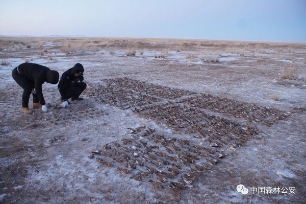 ▲大陸內蒙古自治區警方破獲了一起導致4484只野生鳥類死亡的投毒案。（圖／翻攝中國森林公安微信公眾號）