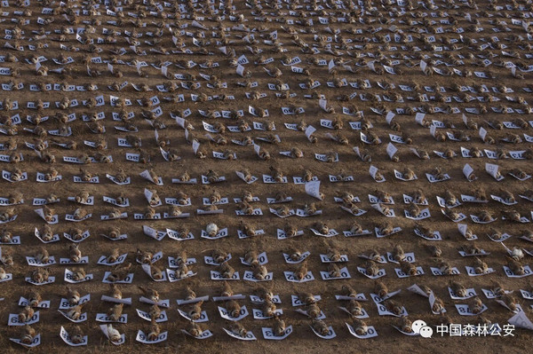 ▲大陸內蒙古自治區警方破獲了一起導致4484只野生鳥類死亡的投毒案。（圖／翻攝中國森林公安微信公眾號）
