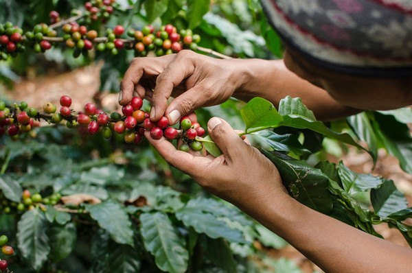 ▲▼台糖宏都拉斯高地小農咖啡，每月1至7日在高鐵列車限量供應。（圖／高鐵提供）