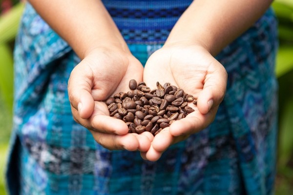 ▲▼台糖宏都拉斯高地小農咖啡，每月1至7日在高鐵列車限量供應。（圖／高鐵提供）