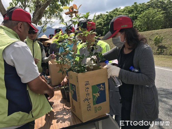 花蓮林管處在大農大富平地森林園區入口處辦理植護樹活動，除將生病光蠟樹清創殺菌隔離外，同時與當地居民在花蓮版伯朗大道兩旁補植俗稱「萬兩金」的春不老。（圖／花蓮林管處提供）