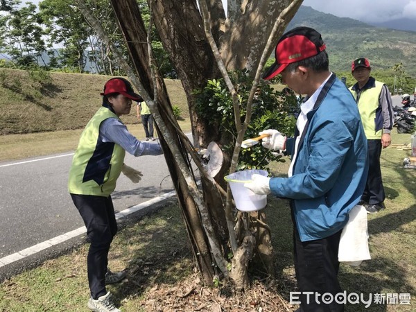 花蓮林管處在大農大富平地森林園區入口處辦理植護樹活動，除將生病光蠟樹清創殺菌隔離外，同時與當地居民在花蓮版伯朗大道兩旁補植俗稱「萬兩金」的春不老。（圖／花蓮林管處提供）