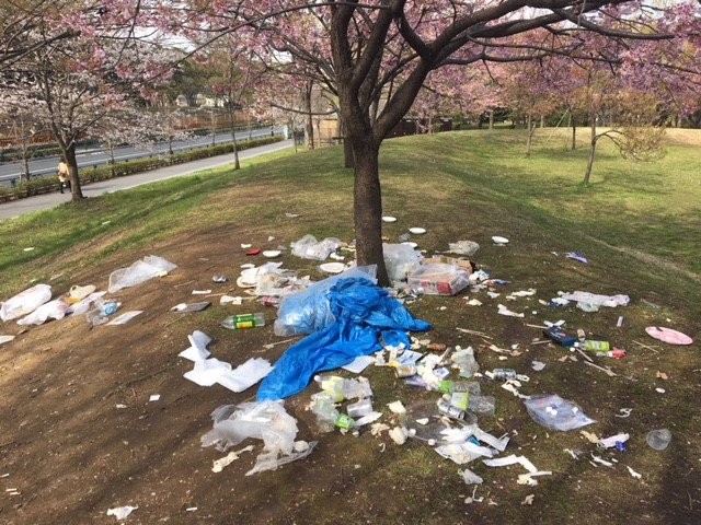 ▲日本東京都立舎人公園櫻花樹下草皮竟然有許多垃圾。（圖／翻攝自都立舎人公園@ParksToneri Twitter）