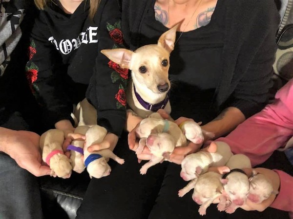 吉娃娃生了11隻寶寶。（圖／翻攝自Momma LOL Party of 11）