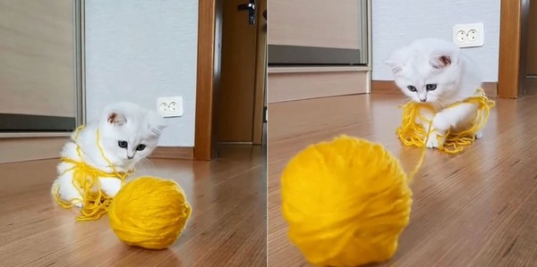 貓咪玩毛線球（圖／翻攝自Instagram：cat_deborkader）