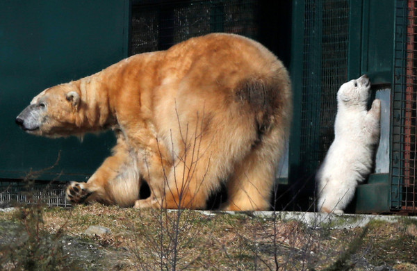 25年來第一隻在英國出生的北極熊寶寶（圖／路透）
