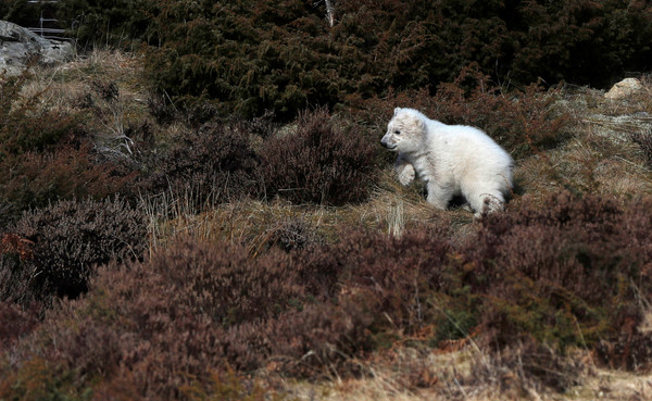 25年來第一隻在英國出生的北極熊寶寶（圖／路透）