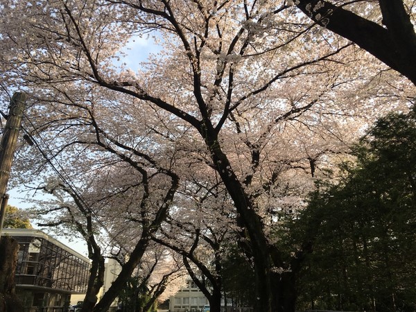 櫻花前線大暴走。（圖／福澤喬 攝）