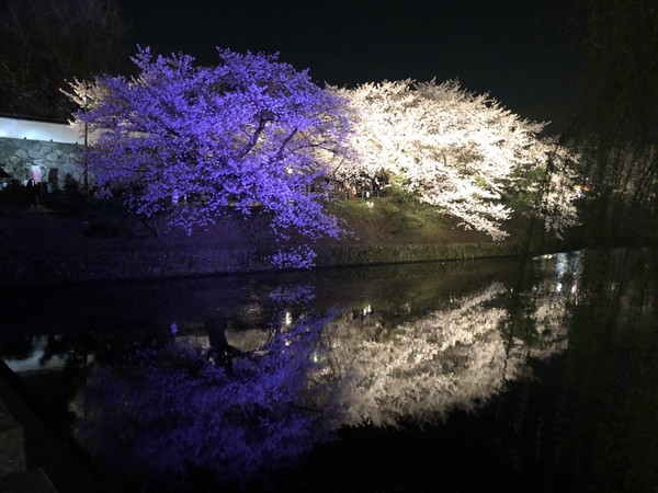 櫻花前線大暴走。（圖／福澤喬 攝）