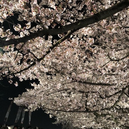 櫻花前線大暴走。（圖／福澤喬 攝）