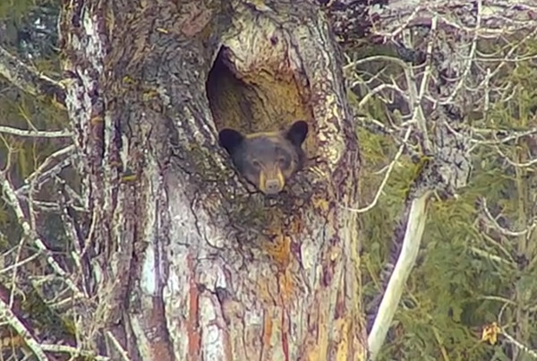 黑熊從冬眠中醒來。（圖／翻攝自Glacier National Park）