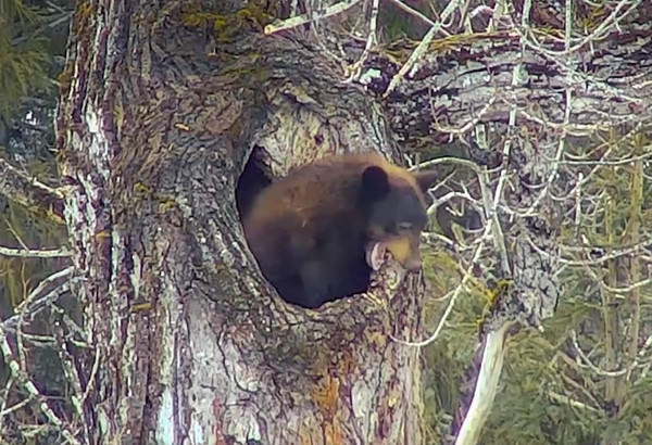 黑熊從冬眠中醒來。（圖／翻攝自Glacier National Park）