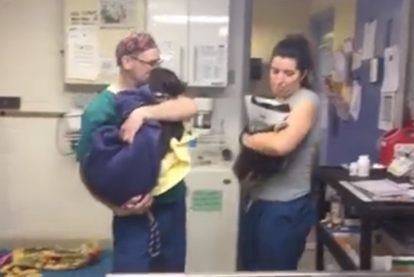 獸醫暖心哄狗。（圖／翻攝自BARCS Animal Shelter）