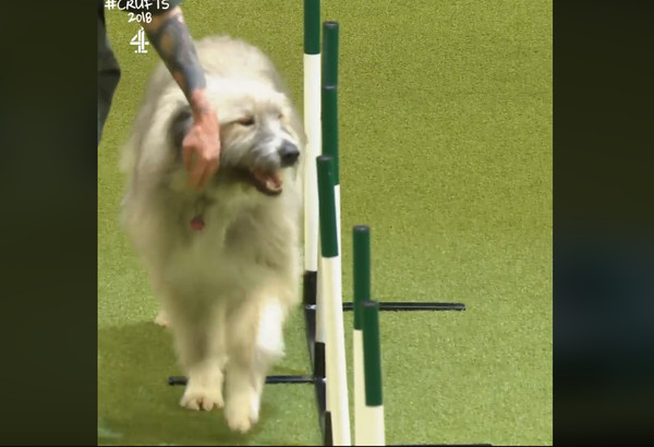 狗狗障礙賽狂出糗，網給第一名。（圖／翻攝自Crufts）