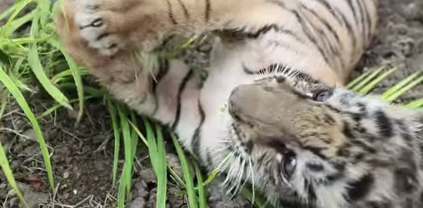 ▲▼印度印多爾（Indore）動物園,幼虎,黑色拉不拉多犬媽。（圖／翻攝自Youtube STORYTRENDER by Caters TV視頻）