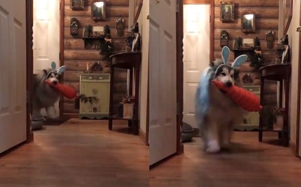 ▲雪橇犬cosplay成復活節兔。（圖／翻攝自影片／Facebook／UNILAD）