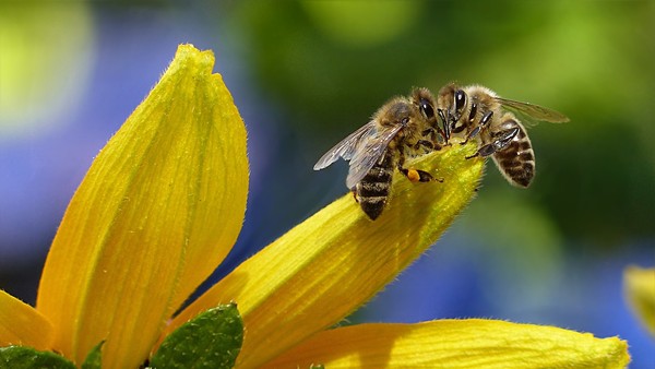 ▲▼蜜蜂示意圖。（圖／翻攝自免費圖庫pixabay）