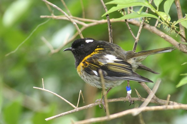 ▲▼紐西蘭特有鳥類縫葉吸蜜鳥（Stitchbird，另稱Hihi ）。（圖／維基百科）