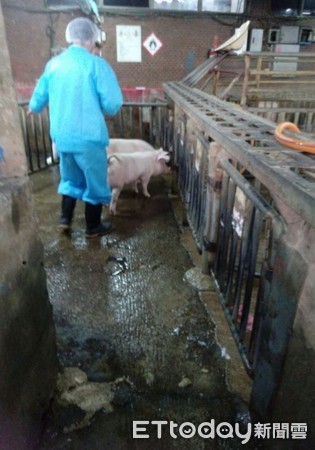 新北市肉品市場口蹄疫病毒試驗　哨兵豬安全過關（圖／網友 新北市政府動物保護防疫處 提供，請勿隨意翻拍，以免侵權。）
