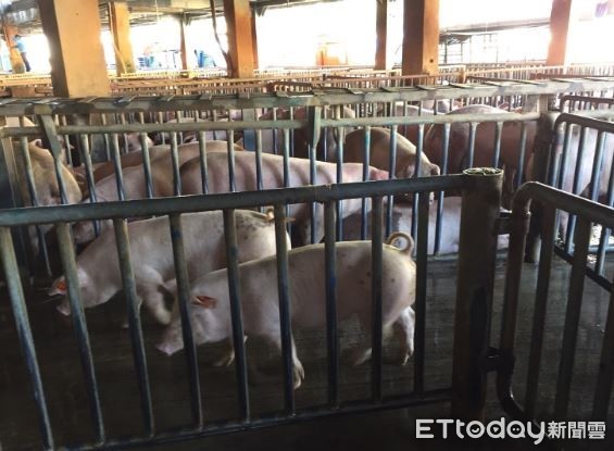 新北市肉品市場口蹄疫病毒試驗　哨兵豬安全過關（圖／網友 新北市政府動物保護防疫處 提供，請勿隨意翻拍，以免侵權。）