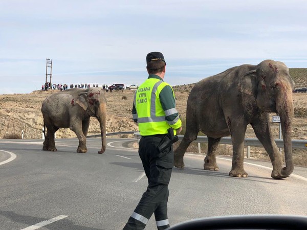 西班牙東南部波索卡尼亞達小鎮於2日下午發生一起車禍，有5隻大象從一部撞爛的車中逃出，導致公路一度封鎖。警方也表示，有一隻大象受重傷身亡，另外兩隻則是受傷，受傷的大象也被起重機吊走。（圖／翻攝自Gregorio Serrano 推特）