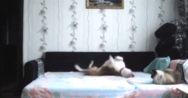 ▲主人不在家，毛孩趁機上床玩耍。（圖／翻攝自Youtube「The Funniest Animals」）