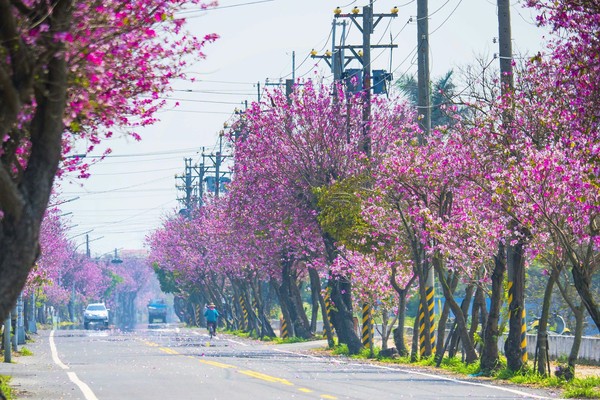 ▲雲林羊蹄甲大道。（圖／IG《molly888666》提供，請勿隨意翻拍，以免侵權。）