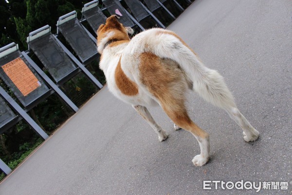 ▲文大校犬「小花」。（圖／記者郭婕攝）