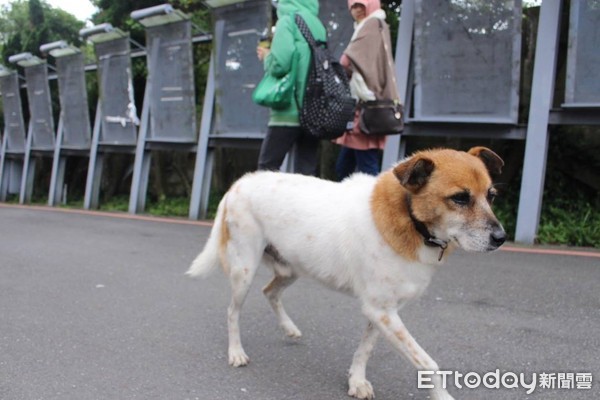 ▲文大校犬「小花」。（圖／記者郭婕攝）