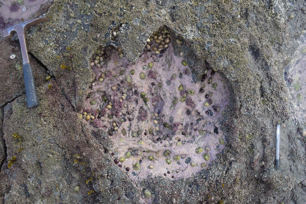 ▲▼古生物學家在蘇格蘭天空島上發現50個恐龍足跡。圖為蜥腳類恐龍的足跡。（圖／路透社）