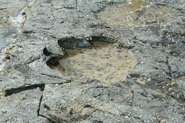 ▲▼古生物學家在蘇格蘭天空島上發現50個恐龍足跡。圖為蜥腳類恐龍的足跡。（圖／路透社）