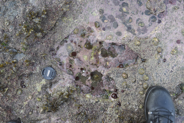 ▲▼古生物學家在蘇格蘭天空島上發現50個恐龍足跡。圖為獸腳類恐龍的足跡。（圖／路透社）