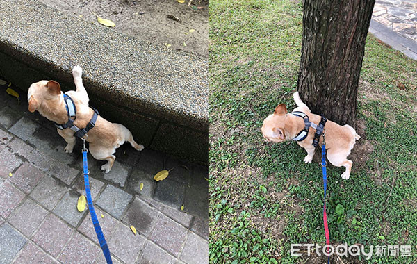 ▲法鬥「Gacha（嘎洽）」。（圖／粉專「扭蛋獵人 Gacha Hunter」授權提供）