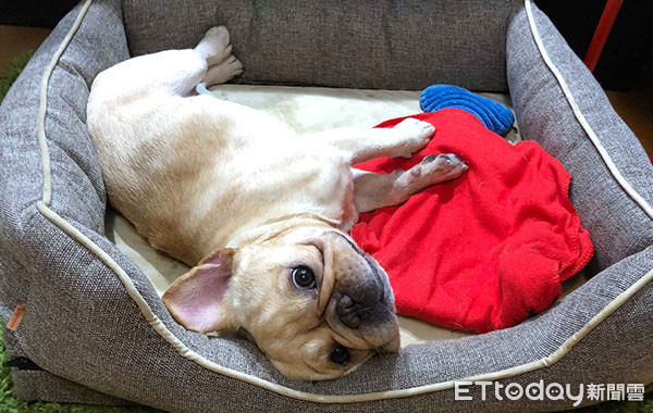 ▲法鬥「Gacha（嘎洽）」。（圖／粉專「扭蛋獵人 Gacha Hunter」授權提供）