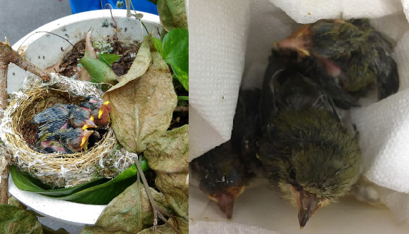 ▲人工飼養存活率低！雛鳥落地先送回鳥巢　動保處：勿任意撿拾。（圖／新北市動保處提供）