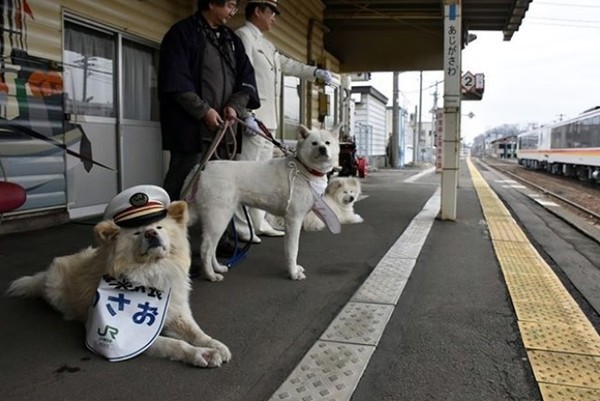▲▼日本明星犬Wasao一家三口都在青森縣鰺澤站工作，吸引了許多觀光客。（圖／翻攝自IG／#ajigasawa）