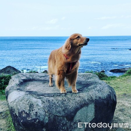 ▲超暖心！阿金快步幫忙提早餐回家　媽笑：走再快，饅頭還是我的