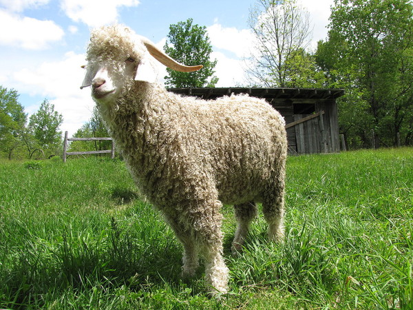 ▲▼安哥拉山羊（Angora goat）。（圖／維基百科）