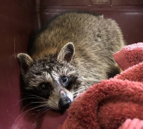 （圖／翻攝自「Toronto Wildlife Centre」粉絲專頁）