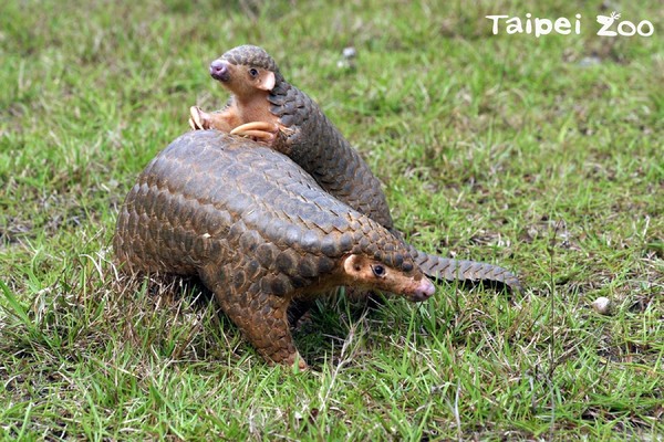 ▲8日來動物園！與台北赤蛙、穿山甲、水獺一同歡度連假（圖／「台北市立動物園提供」）