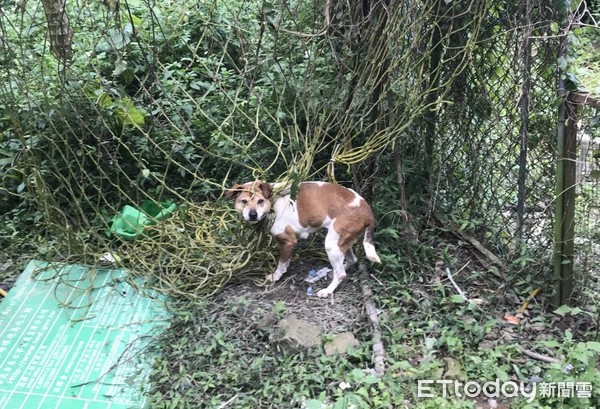 鬼門關前走一遭 動保員活用心肺復甦術(CPR)救回狗兒（圖／新北市動保處提供）