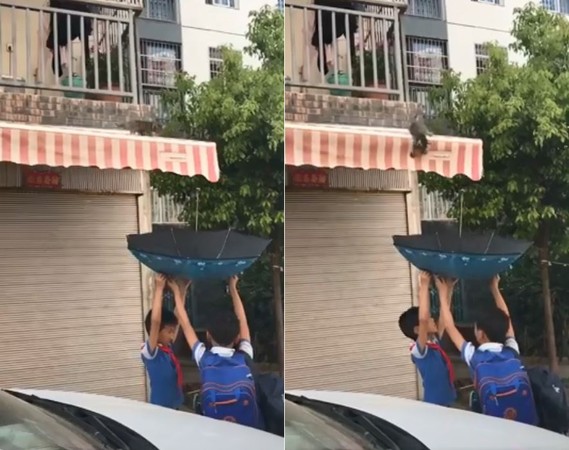 ▲陸小學生用雨傘巧妙接下受困奶貓。（圖／翻攝自抖音用戶「lingmeilu」）