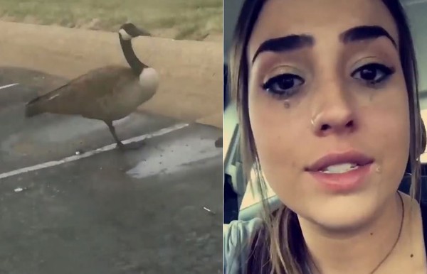 這鵝只有1隻腳ಥ_ಥ 心軟女哭1小時變黑臉　得知真相狂罵髒話（圖／翻攝自UNILAD粉絲專頁）