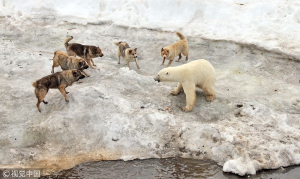 北極熊帶兒吃狗飼料　看守犬圍堵...熊媽「1擋6」護子（圖／CFP）