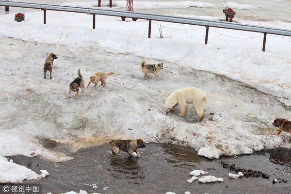 北極熊帶兒吃狗飼料　看守犬圍堵...熊媽「1擋6」護子（圖／CFP）