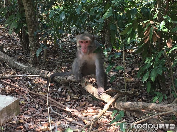 獼猴團,台灣獼猴,台灣獼猴吱吱黨,林美吟,林美美（圖／記者易景萱攝）