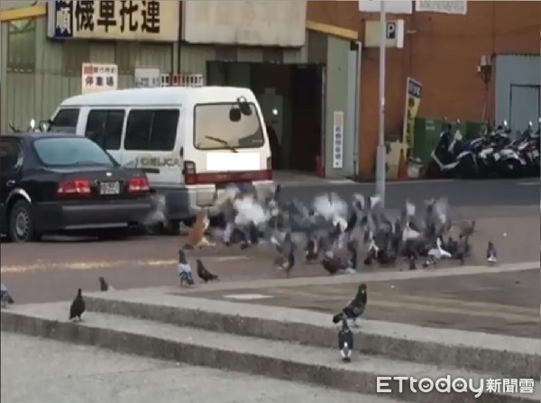 ▲肥肥小身軀「匍匐」前進抓鴿子！牠們群飛讓橘貓嚇到躲車底。（圖／網友Joy Chung‎提供，請勿隨意翻拍，以免侵權。）