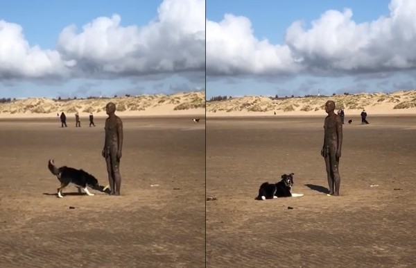 ▲▼ 英國利物浦一隻邊境牧羊犬找上鐵人雕像玩球。（圖／翻攝自Facebook／Adam Shore）