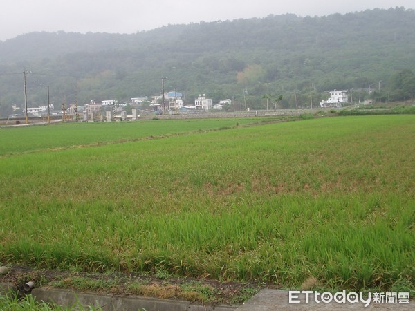 花蓮區農業改良場提醒農友若發現本田或秧砧出現病斑，應及早採行防治或預防性防治措施，正確用藥，不要過量施用氮肥，以避免稻熱病愈發嚴重。（圖／花蓮場提供）