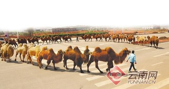 大陸網路上近日流傳一段影片「23峰駱駝從內蒙古到雲南打工，小哥帶它們巡街適應高原」，影片中可以看到，有23隻駱駝直直走在昆明街頭，引起相當多市民的圍觀，還有人興奮的直呼「第一次看到這麼多駱駝，太帥了吧！」（圖／翻攝自雲南網）